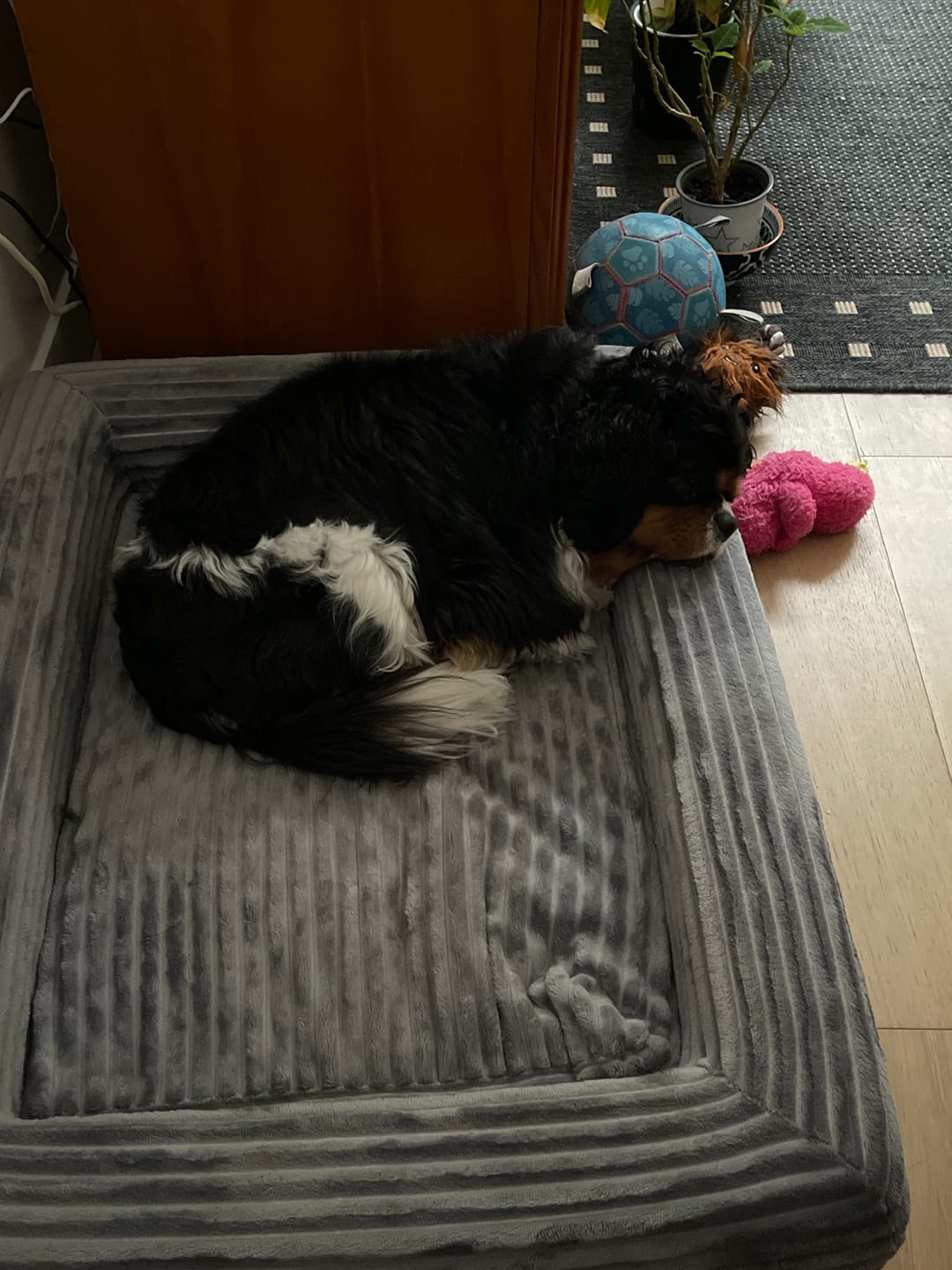Customer photo review of Pet Calming Bed – Waterproof & Washable