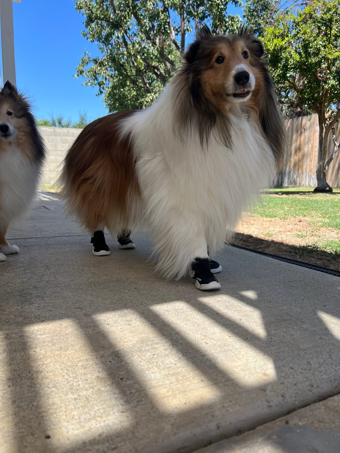 Customer photo review of Caesar 1