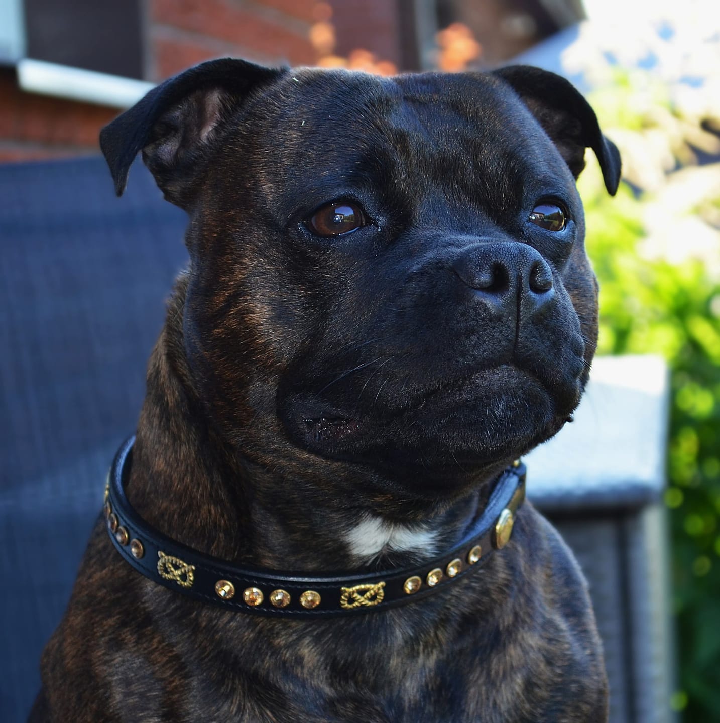 Customer photo review of Staffordshire Bull Terrier 1935® Show Half Check Collar & Leash Set - Diamond - Black & Gold