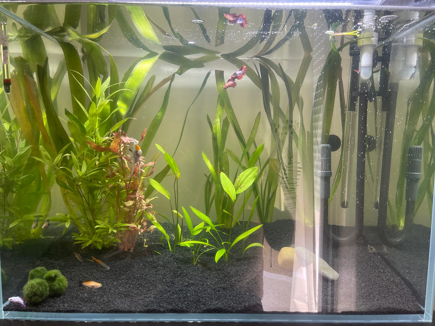Customer photo review of Cuve Nue en Verre Ultra Clear SCALARE - 192 L