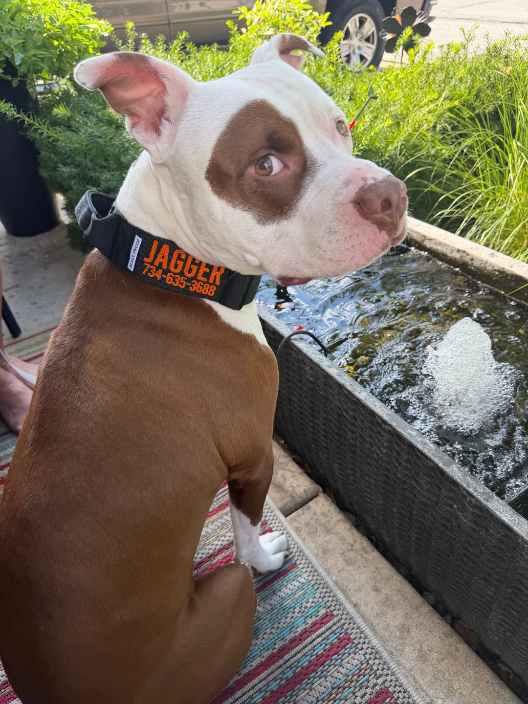 Customer photo review of Bully Proof Collar