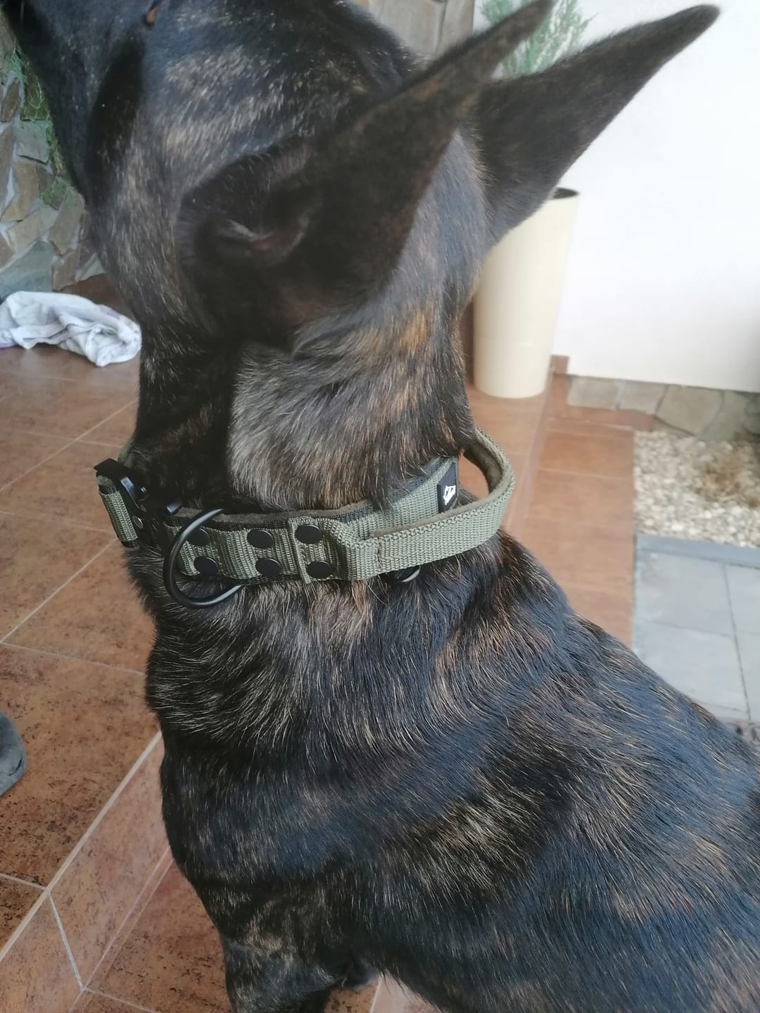 Customer photo review of Szeroka obroża z klamrą extreme - Extreme Buckle Black Edition Khaki