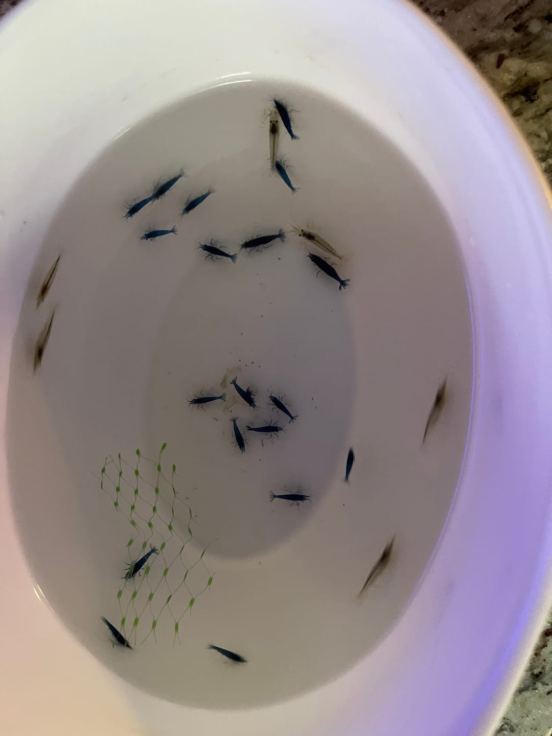 Customer photo review of Amano Shrimp