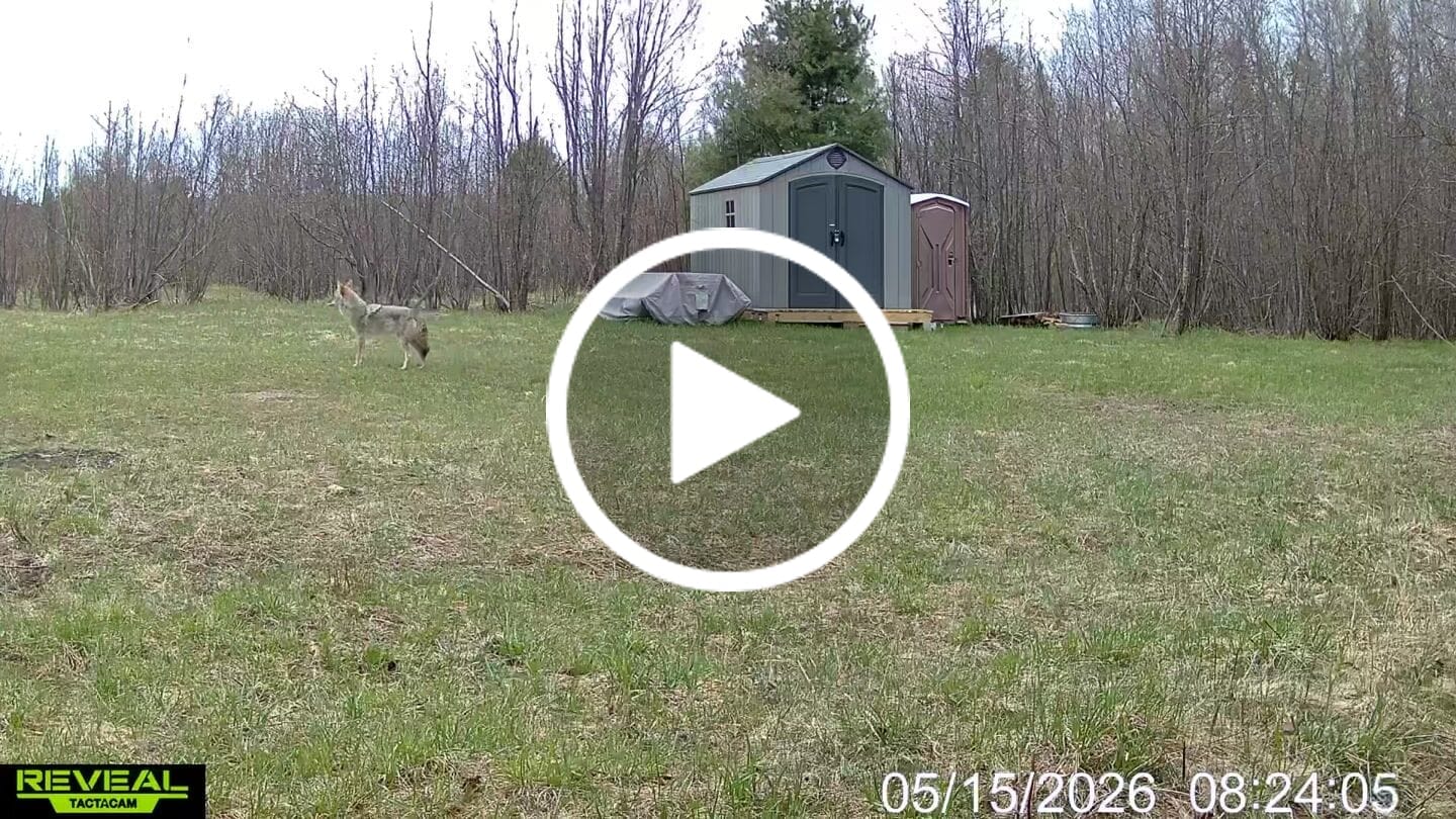 Customer video review of Tactacam Reveal Ultra Cellular Trail Camera