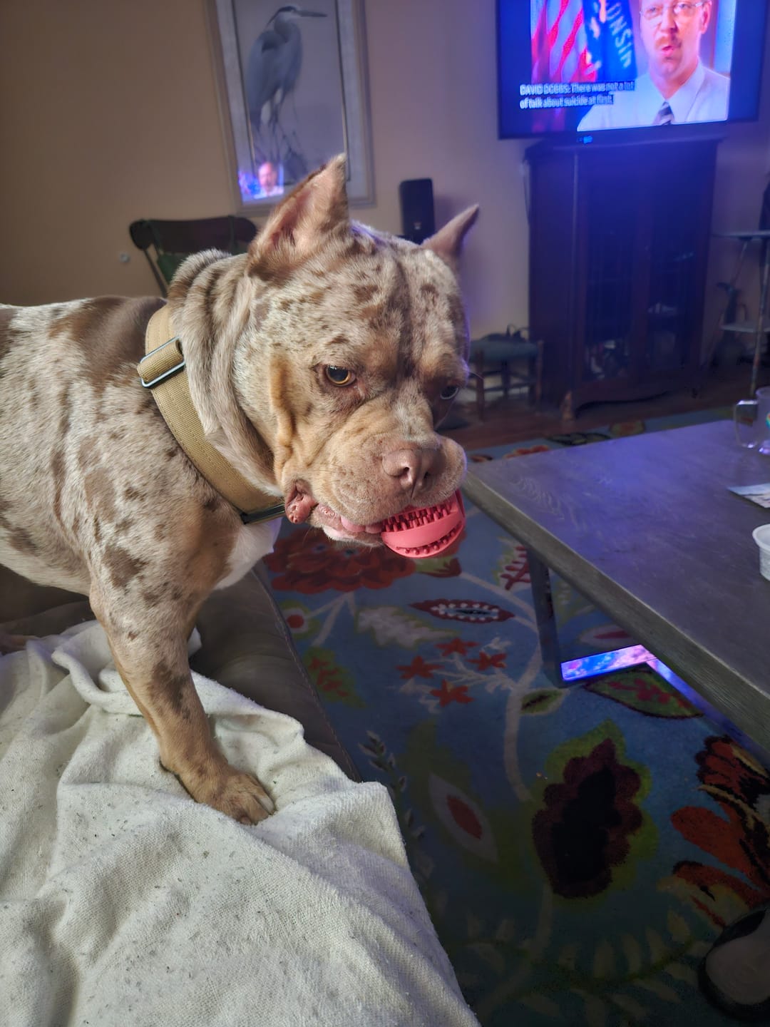 Customer photo review of 4cm Combat® Collar | With Handle & Secured Clip - Tan