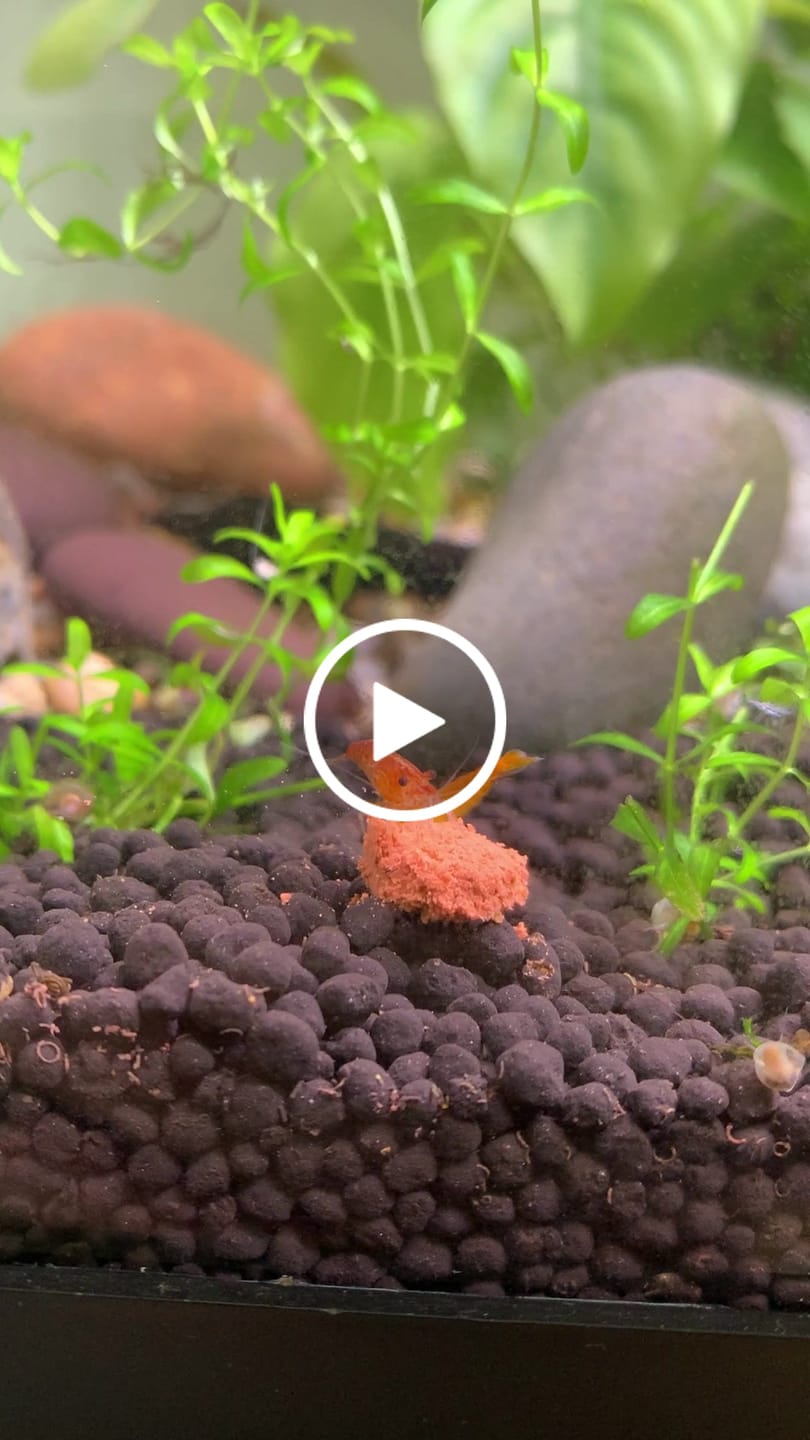 Customer video review of Orange Sunkist Shrimp