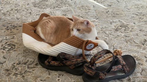 Customer photo review of Instinct Basket | Meet the first research-backed natural territory for indoor cats