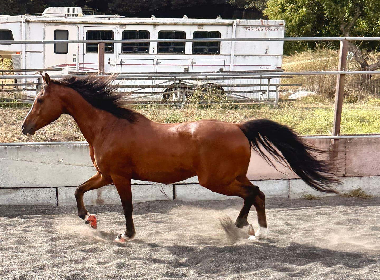 Customer photo review of Renegade® Viper Shield™ Hoof Boot Seconds - Cosmic Orange