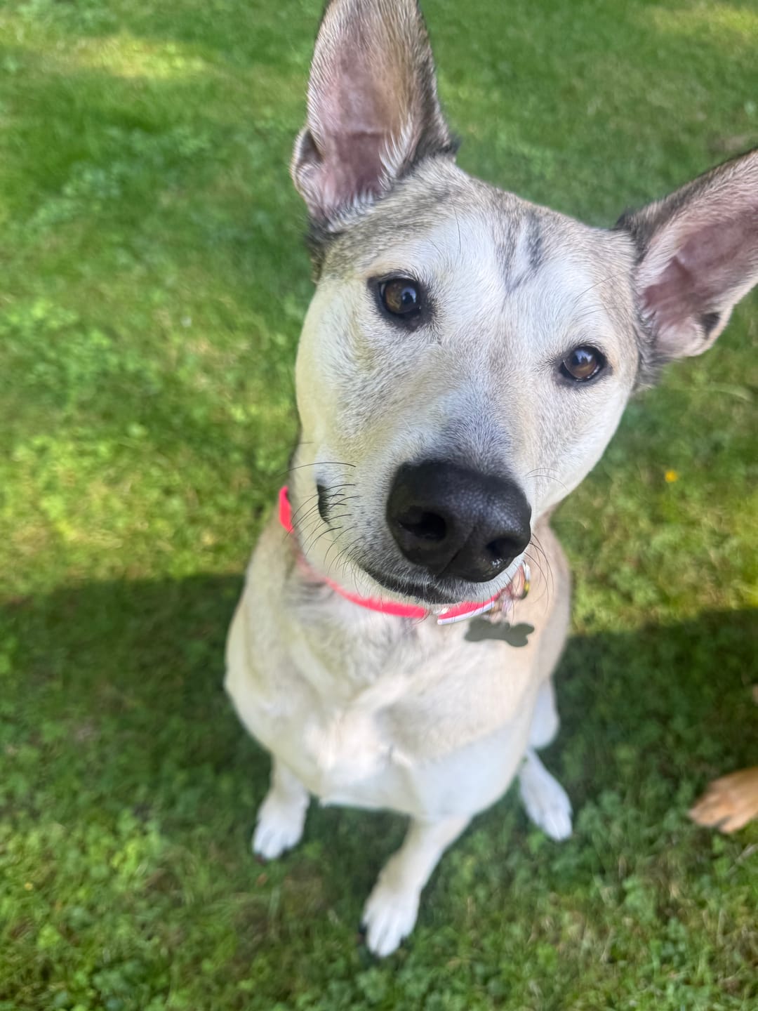 Customer photo review of Waterproof Fi Compatible Dog Collar | Built with BioThane®