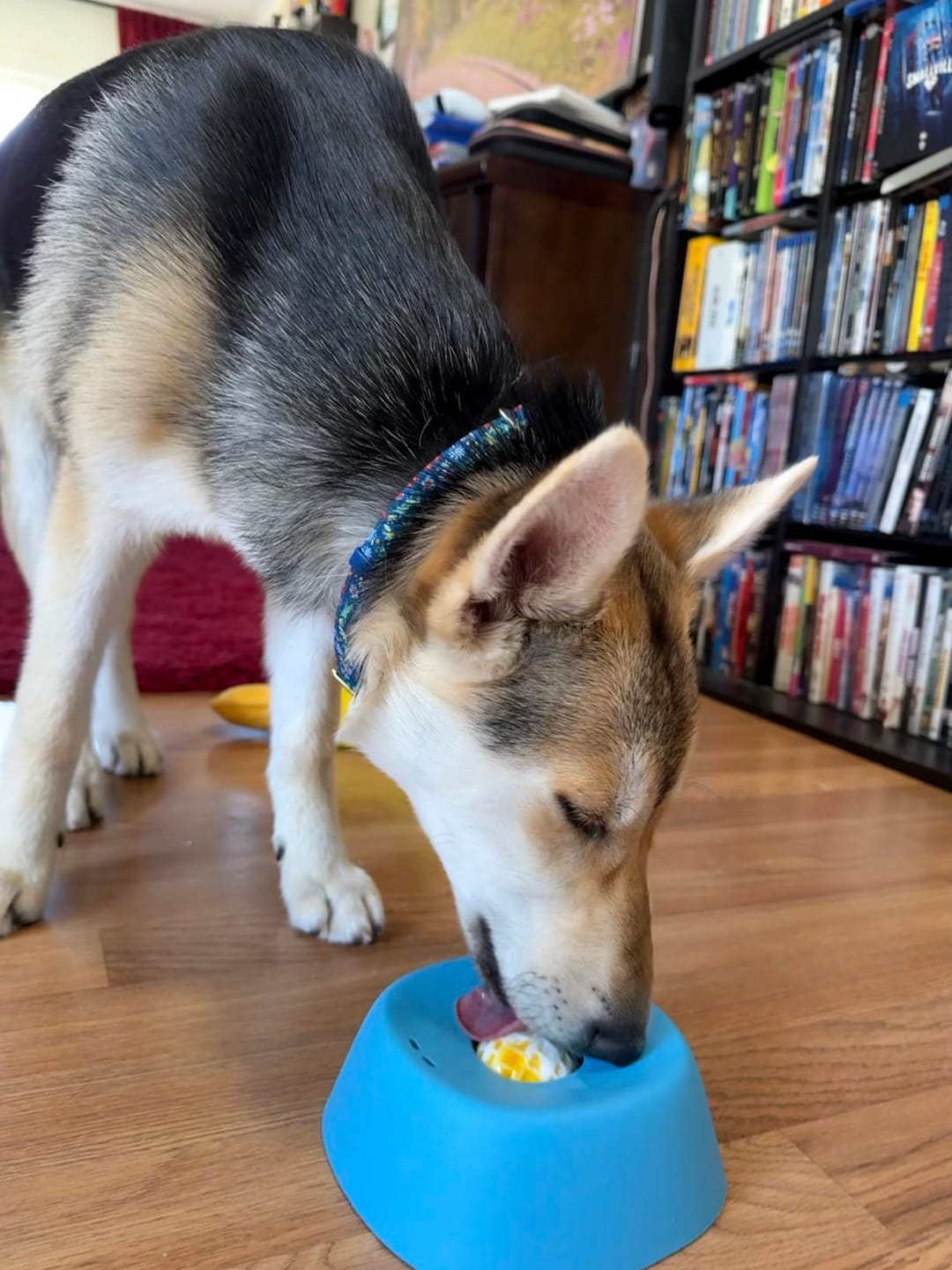 Customer photo review of Slow Feeder Dog Lick Bowl – No Spill & Non-Slip