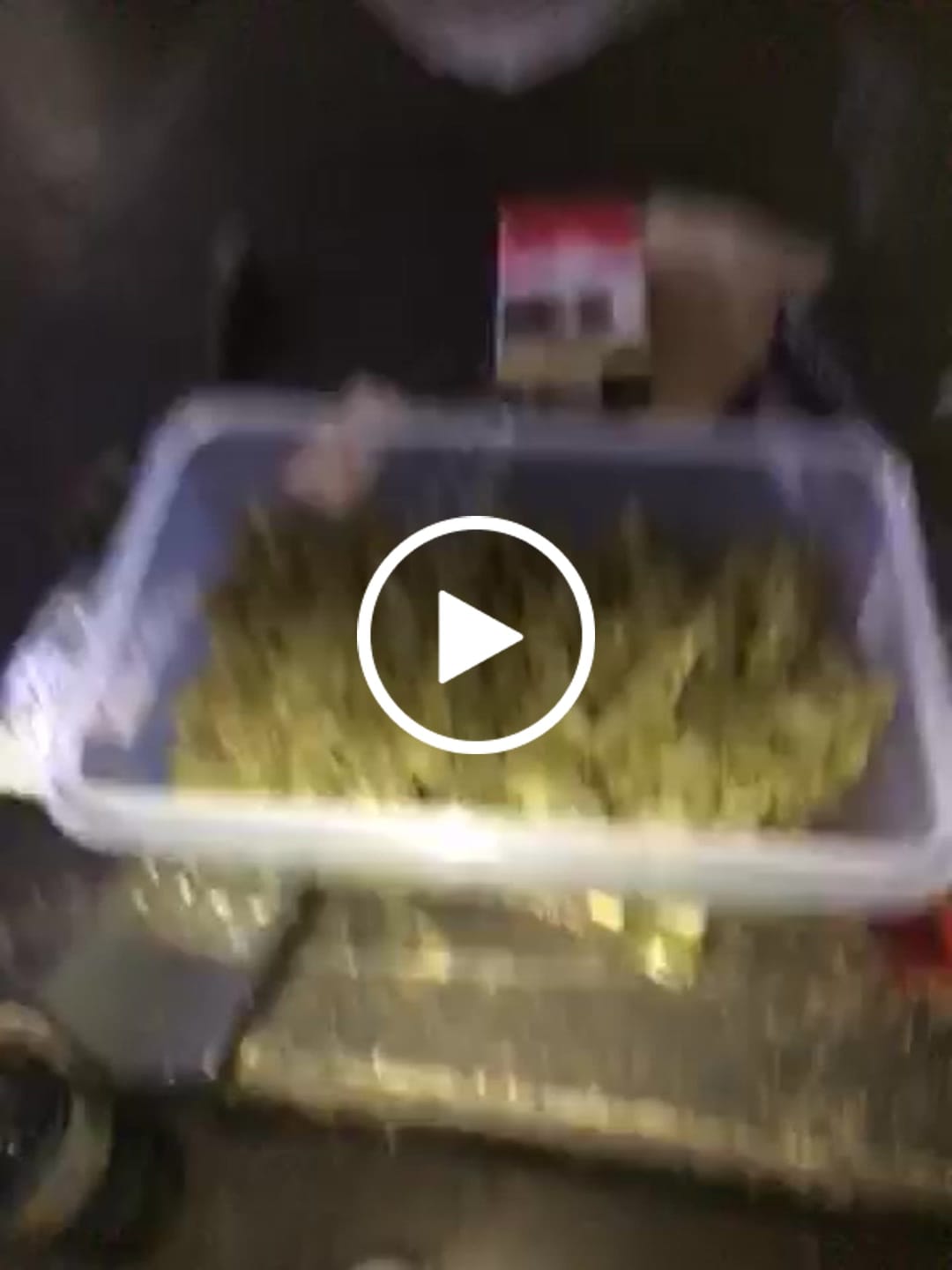 Customer video review of Super Silver Haze Popcorn