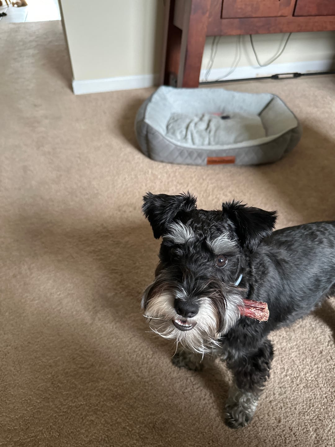 Customer photo review of 6 Inch Jumbo Bully Stick