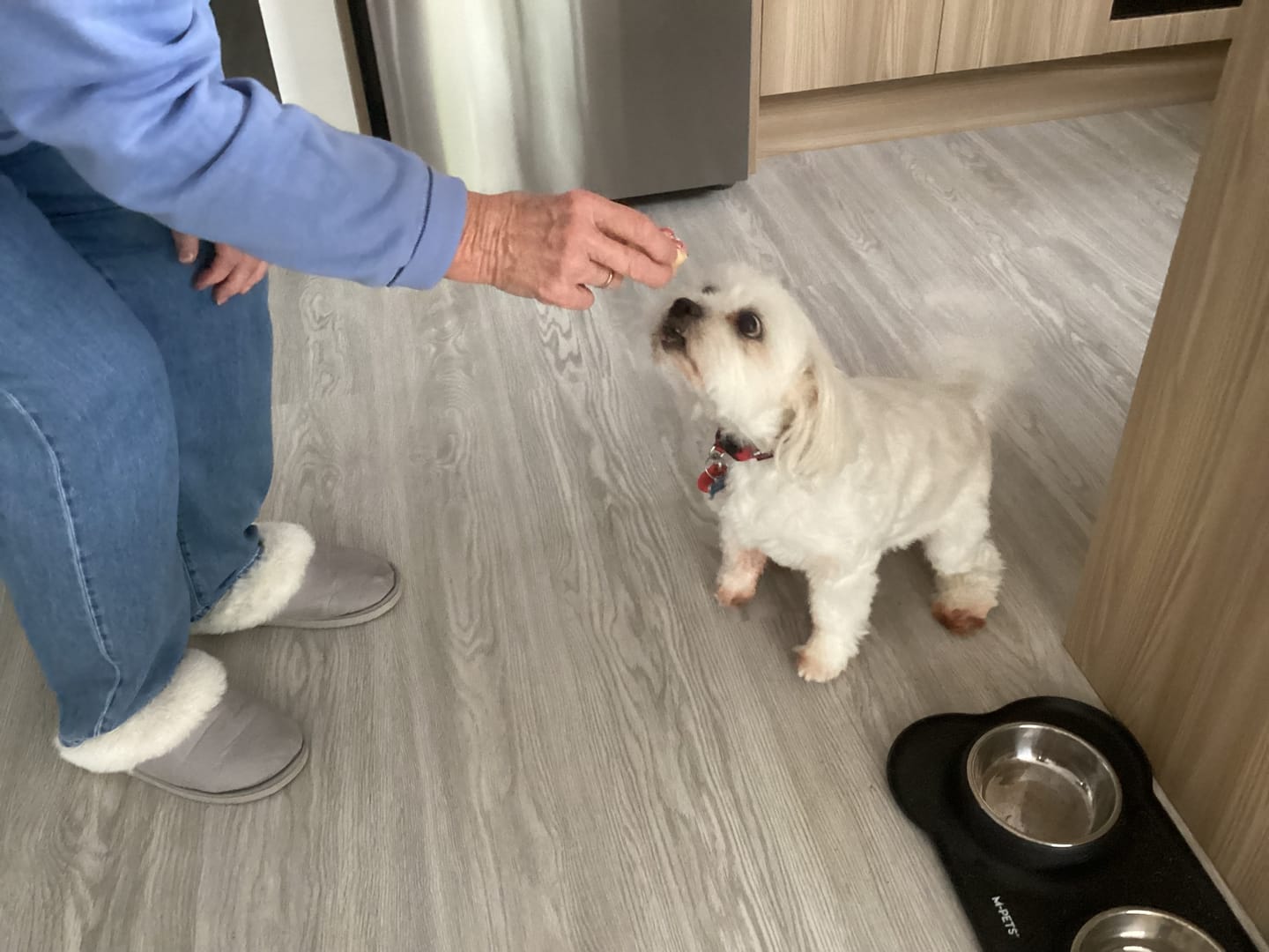 Customer photo review of Bravecto for Small Dogs 4.5-10kg Spot-On Solution - Orange