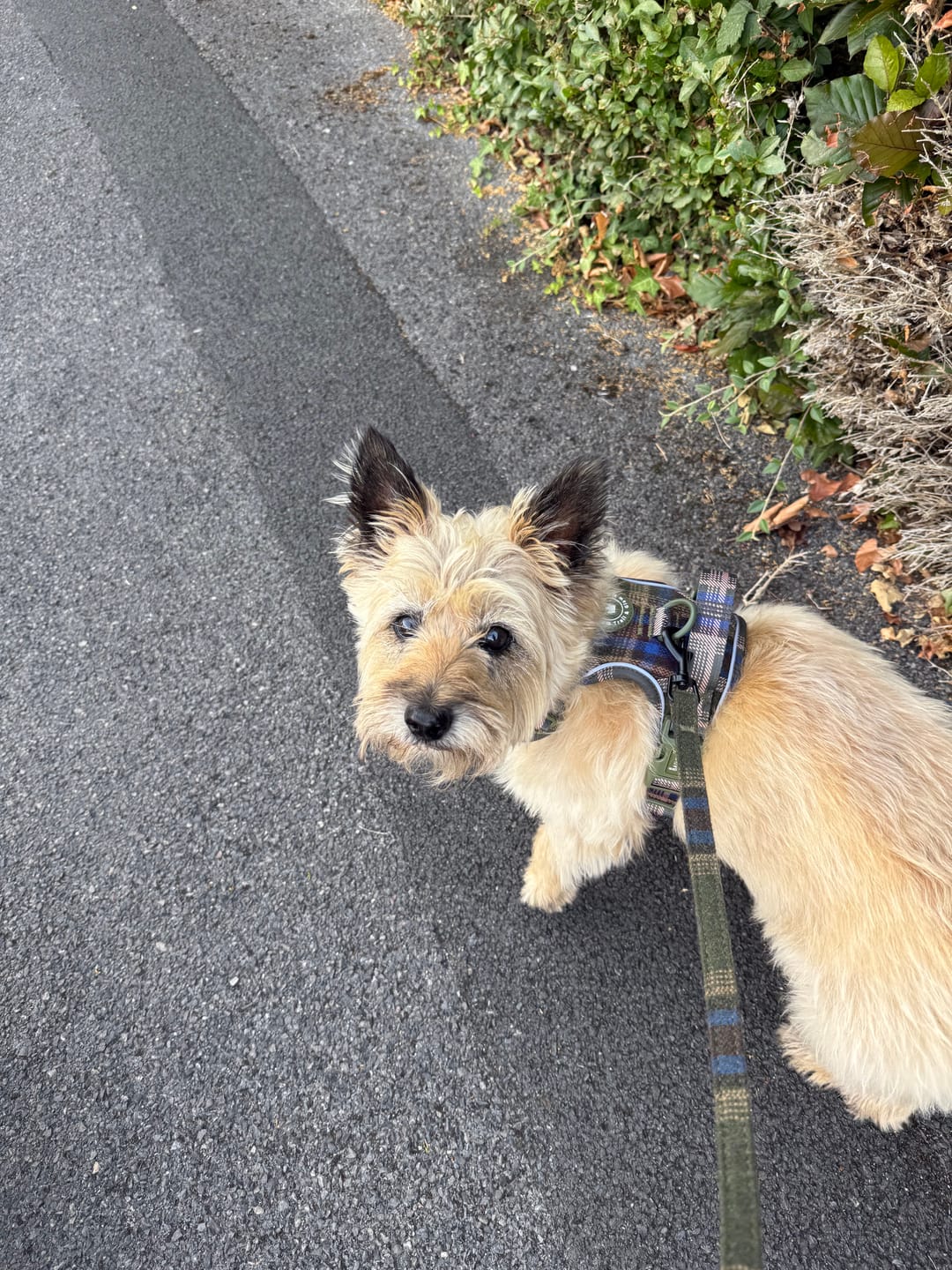 Customer photo review of Trail & Glow Tweed Dog Harness - Colour Drops - Mayfair Tweed