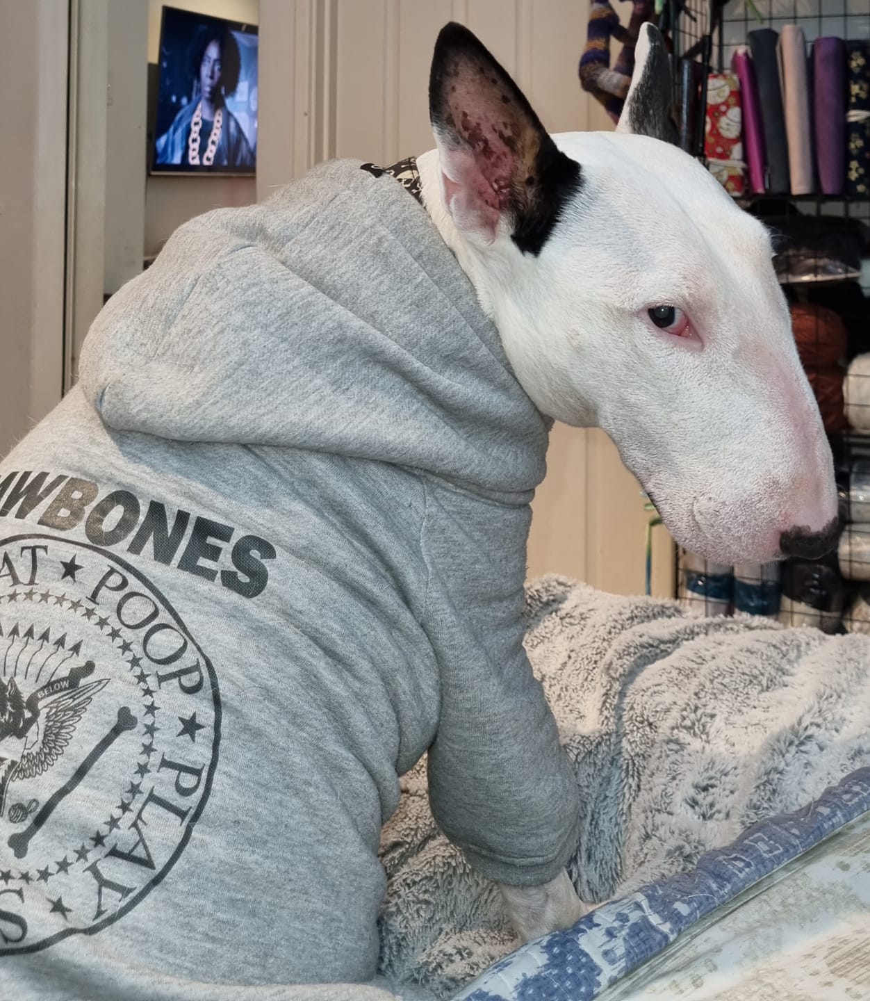 Customer photo review of RawBones Band Dog Hoodie