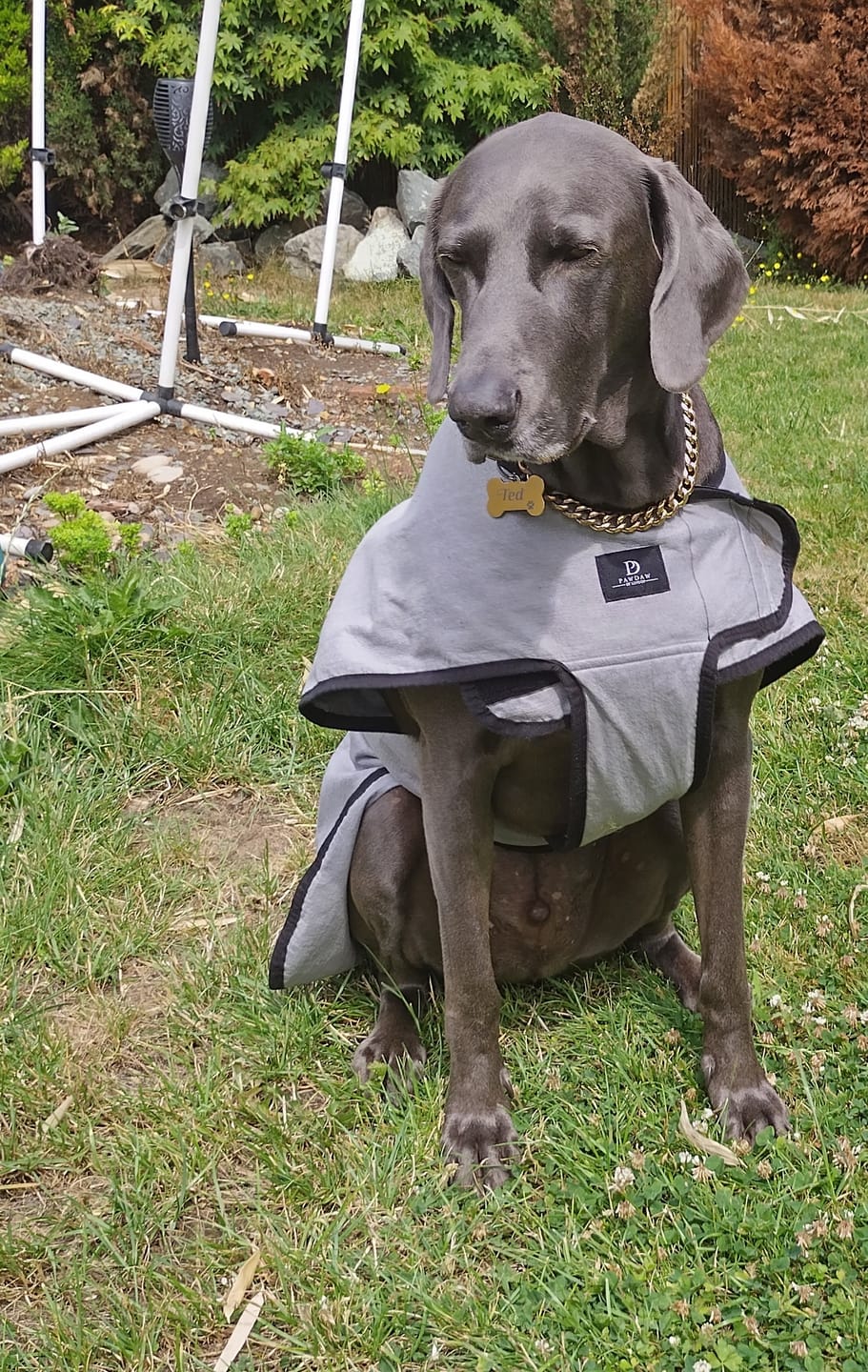 Customer photo review of Luxury Dog Cooling Coat