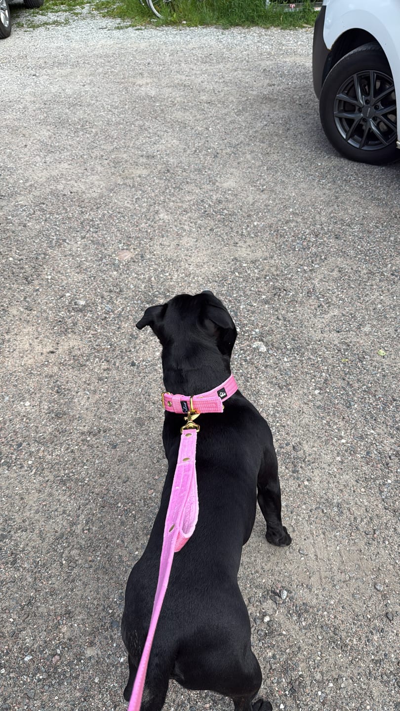 Customer photo review of Active Golden Candy Pink - Brett slitstarkt halsband med spänne