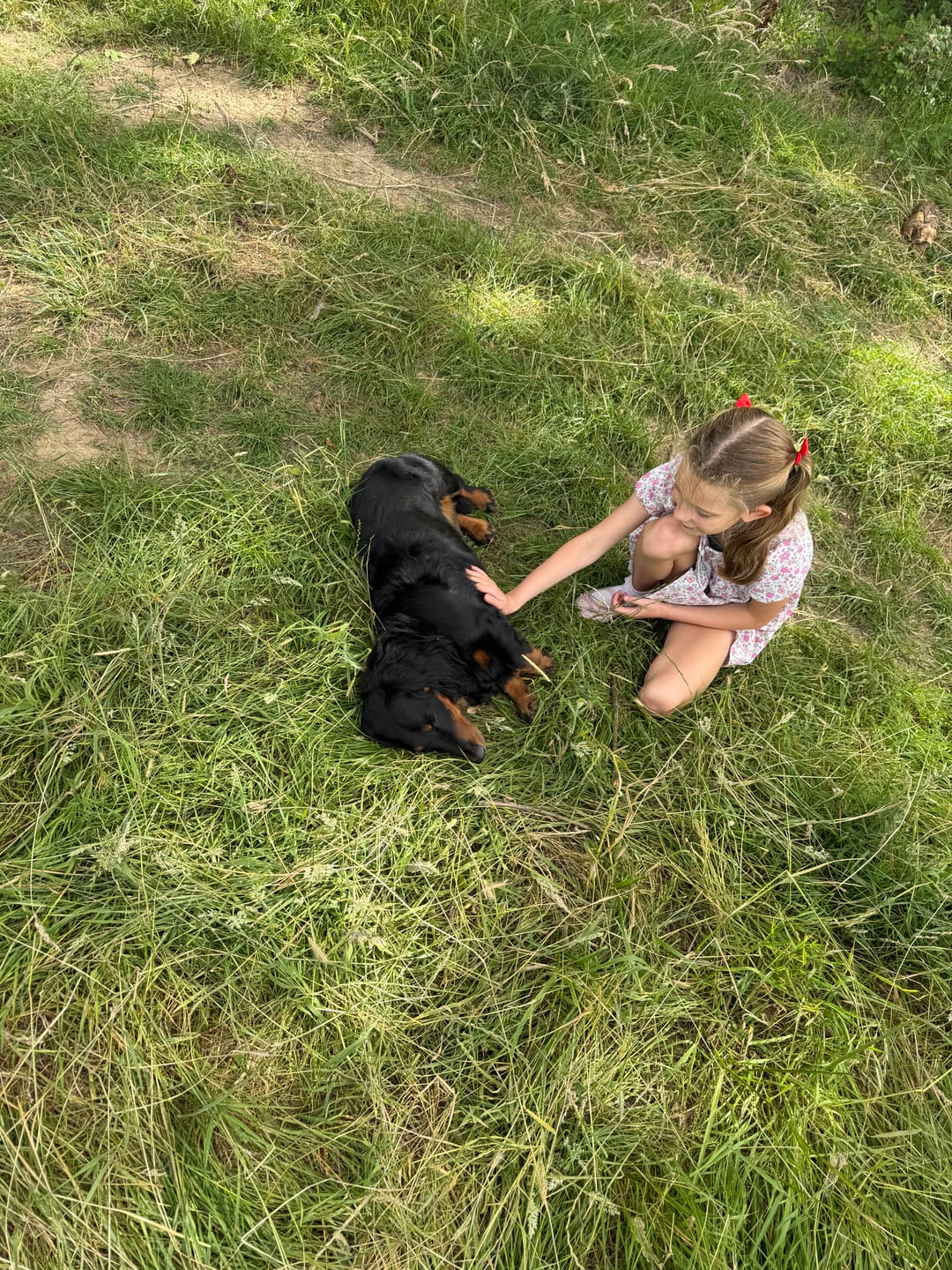 Customer photo review of Large Dog Skin Rescue Bundle