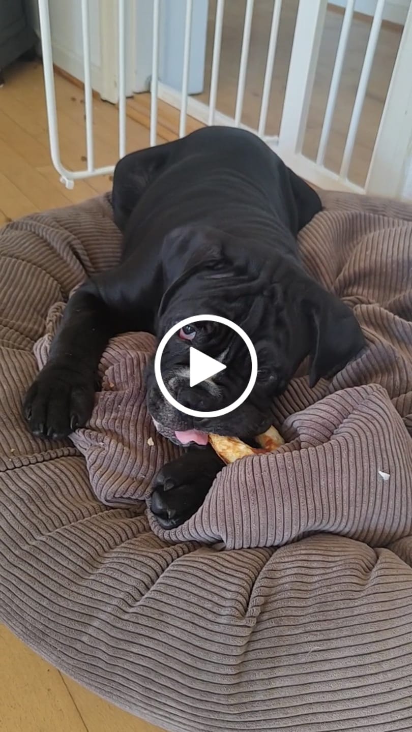 Customer video review of Barkii - Kollagen Donuts m. And