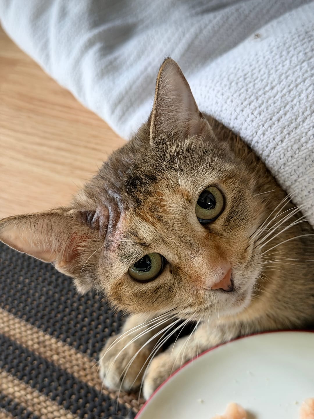 Customer photo review of Cat Mange Treatment | Sarcoptic, Demodectic & Ear Mites