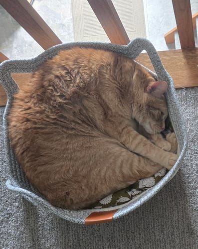 Customer photo review of Instinct Basket | Meet the first research-backed natural territory for indoor cats