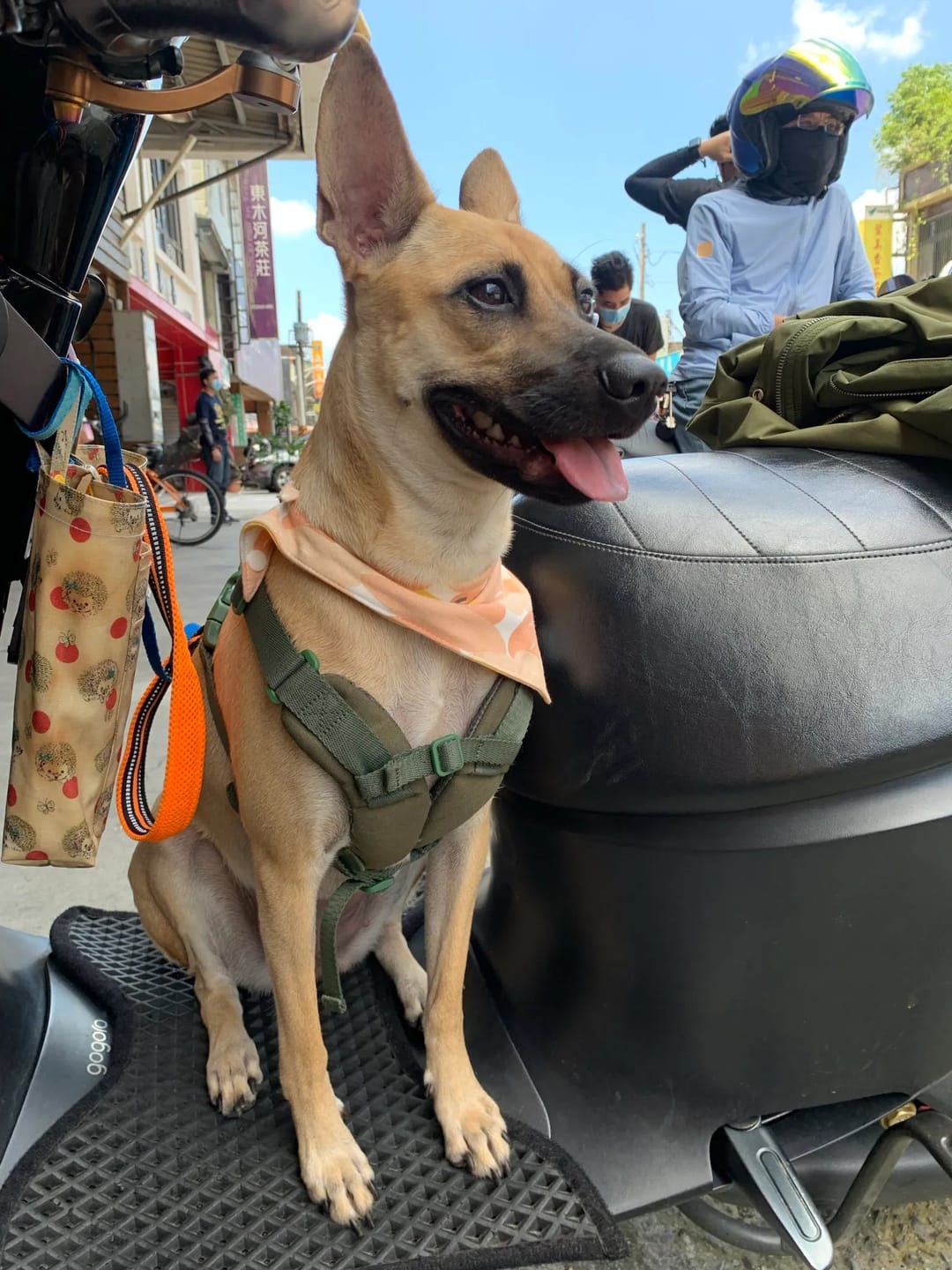 Customer photo review of TERRA Choke Free Dog Harness – Underarm-Friendly X-Fit Design with Leather-Back Comfort, Single or Leash Set Available
