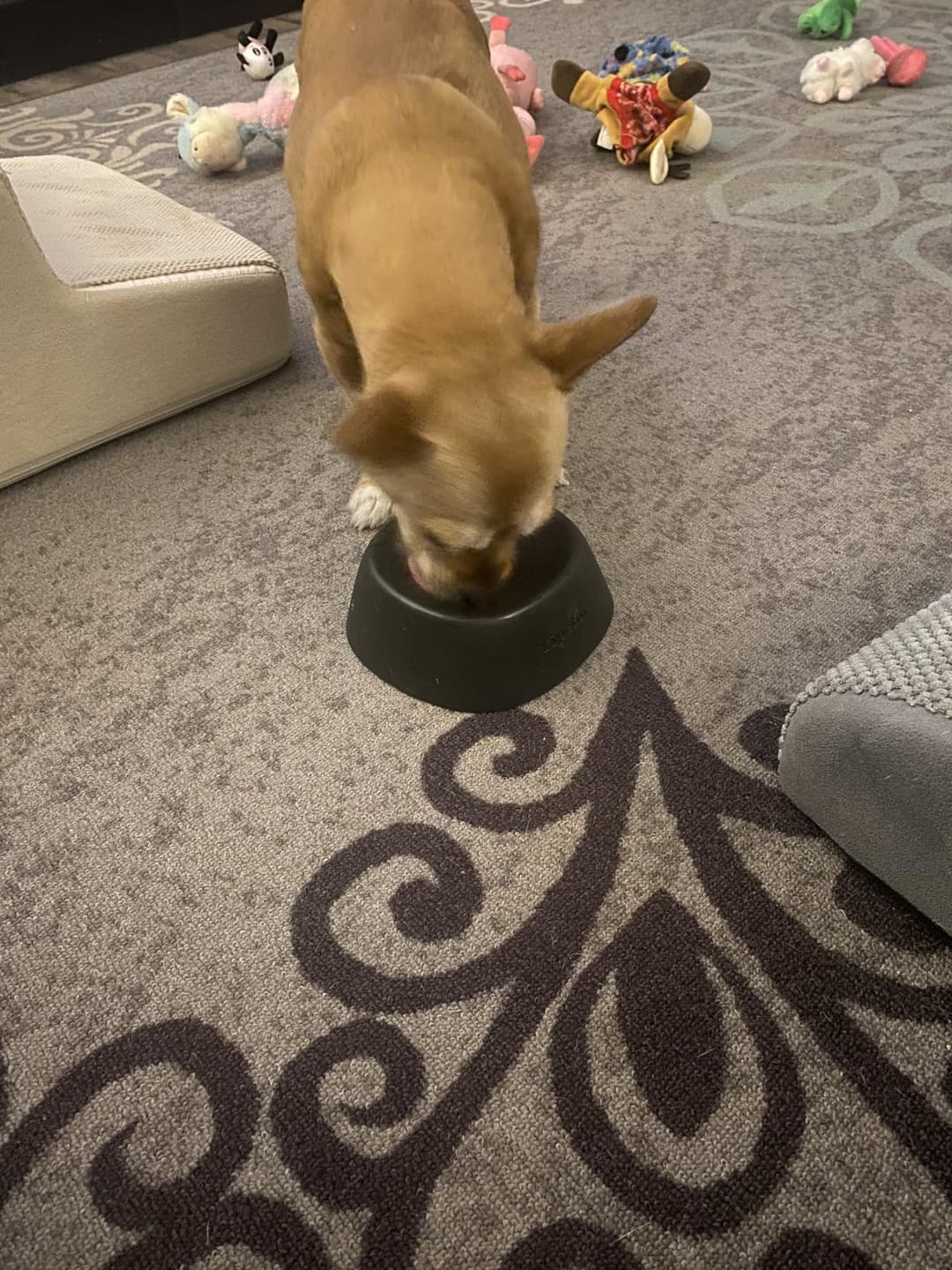 Customer photo review of Slow Feeder Dog Lick Bowl – No Spill & Non-Slip