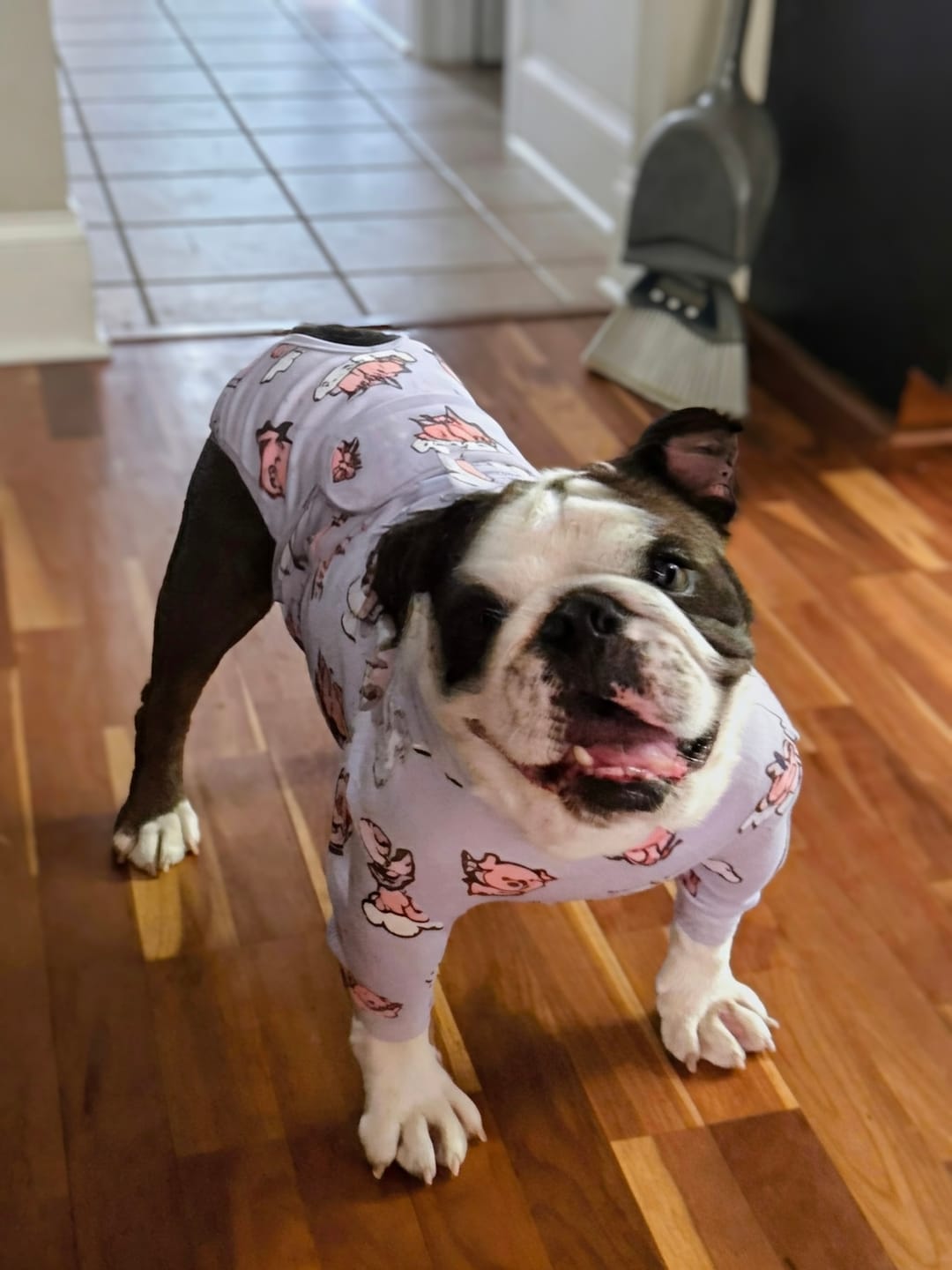 Customer photo review of Dog Surgical Suit - When Pigs Fly