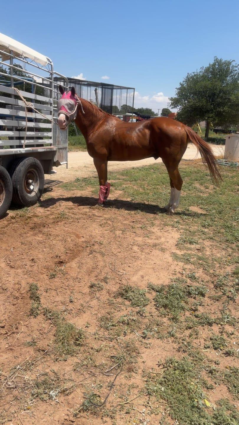 Customer photo review of OptiWize Collagen +Plus Horse Joint Supplement