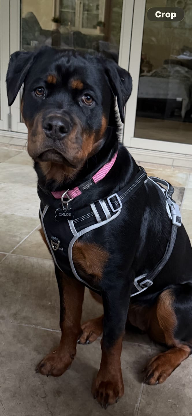 Customer photo review of Best No Pull Dog Harness | Fur King Ultimate No Pull Harness