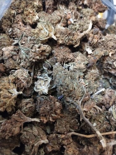 Star Dog - Bulk - Indica photo review