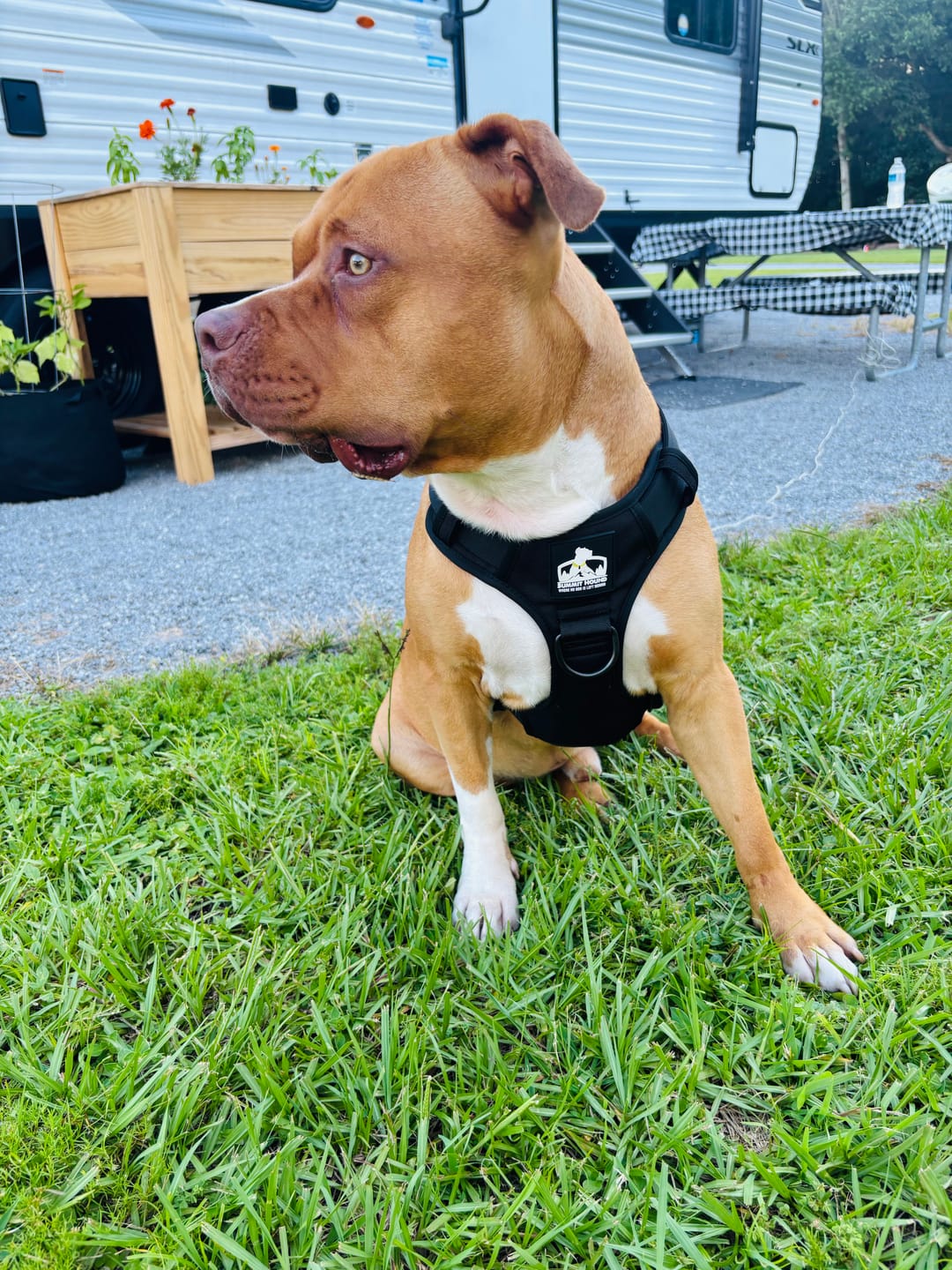 Customer photo review of No Pull Bully Proof Harness