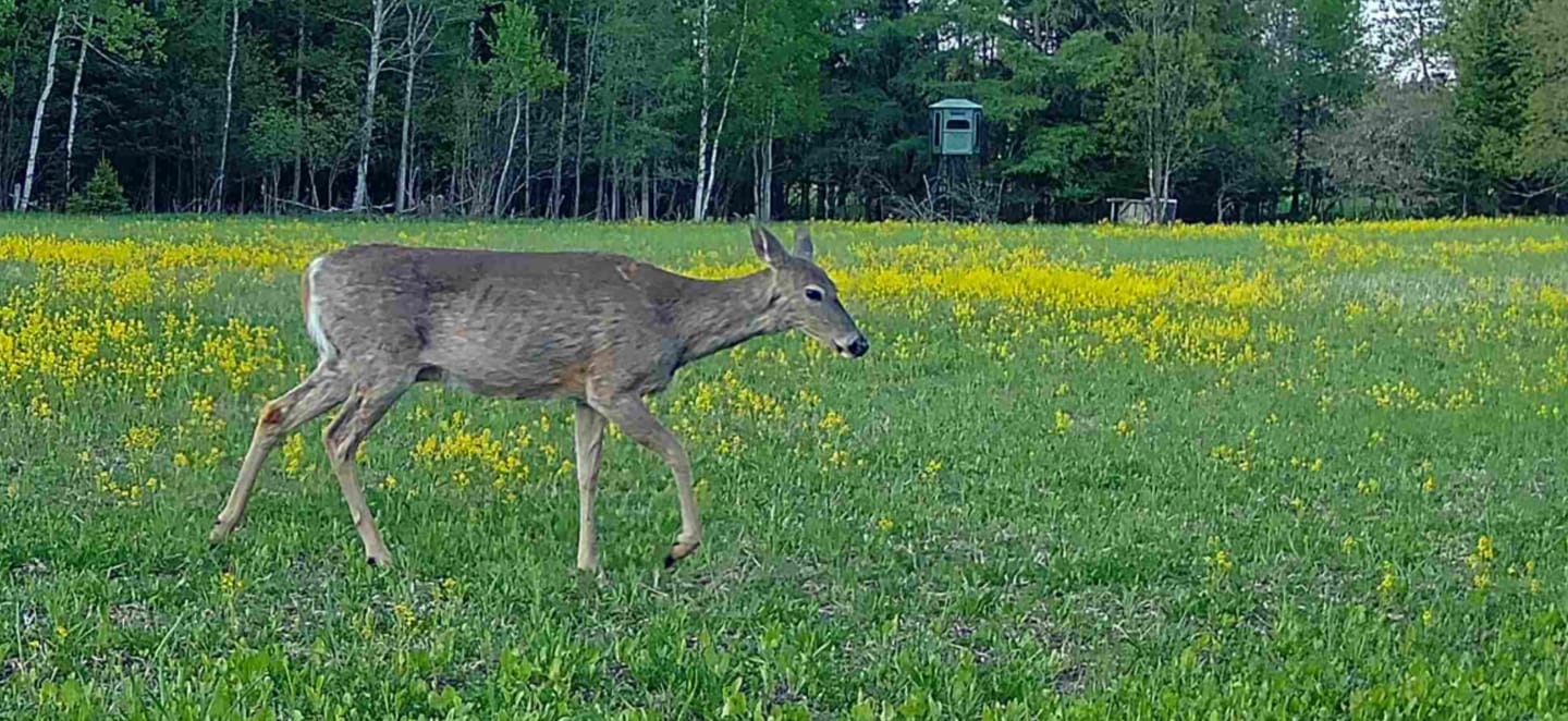 Customer photo review of Tactacam Reveal Ultra Cellular Trail Camera