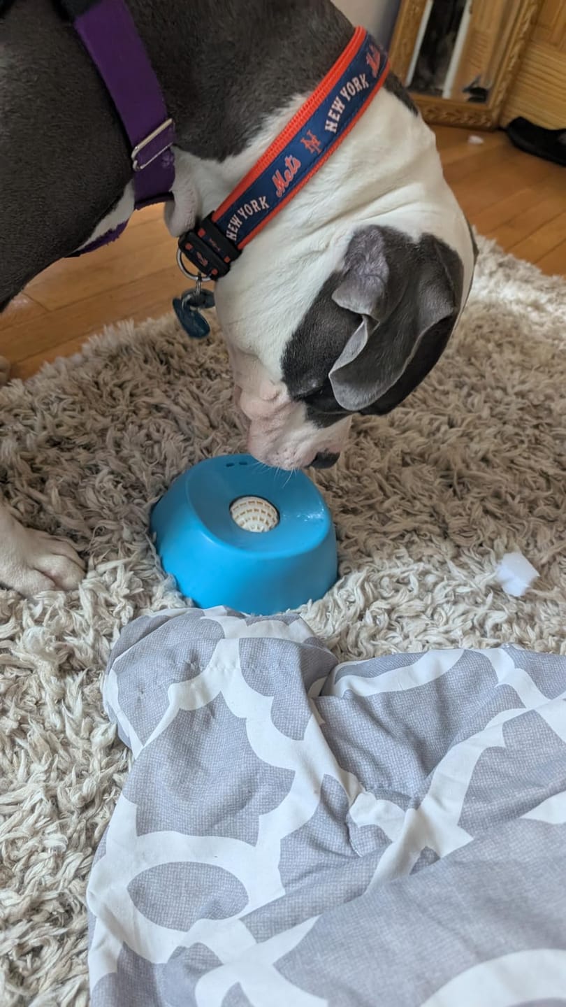 Customer photo review of Slow Feeder Dog Lick Bowl – No Spill & Non-Slip