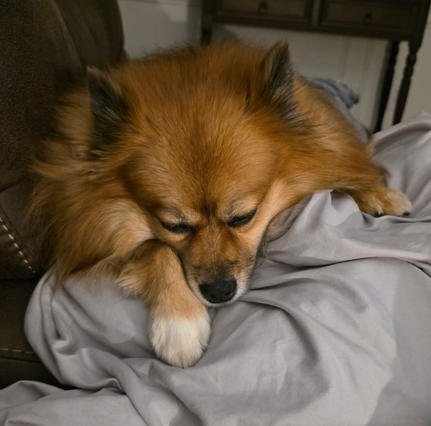 Customer photo review of Bark Less Bites
