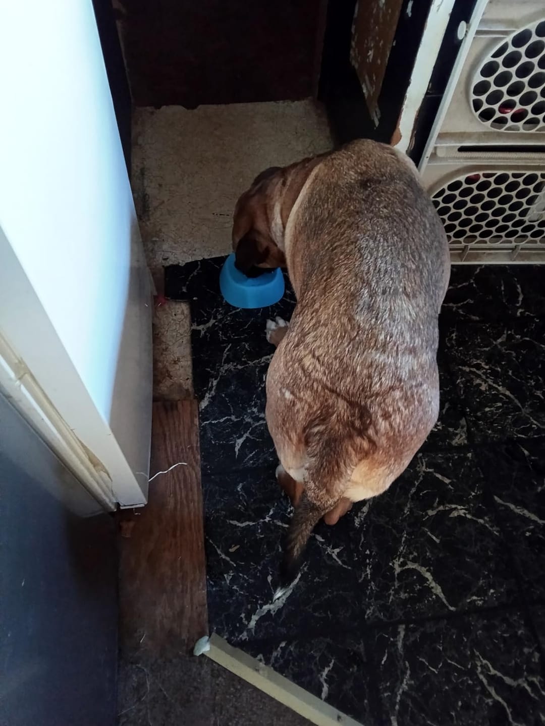 Customer photo review of Slow Feeder Dog Lick Bowl – No Spill & Non-Slip