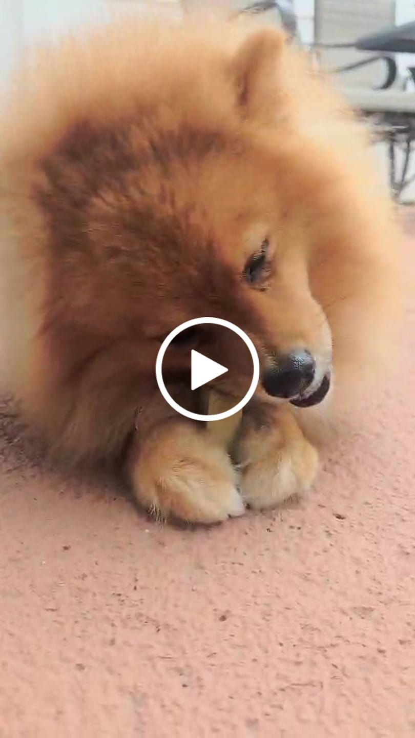 Customer video review of Banana Yak Chew — Rich in Vitamins, Potassium & Energy