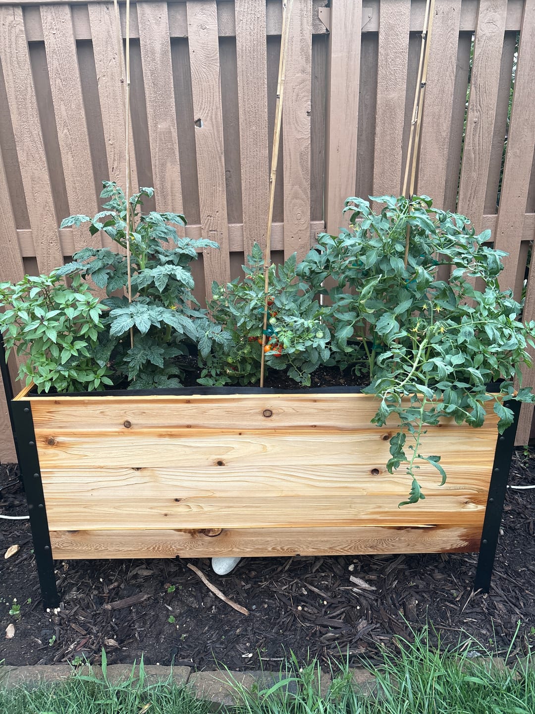 Customer photo review of 18″ x 48″ Deep Root Raised Garden Bed - 30″ TALL / Garden Grade