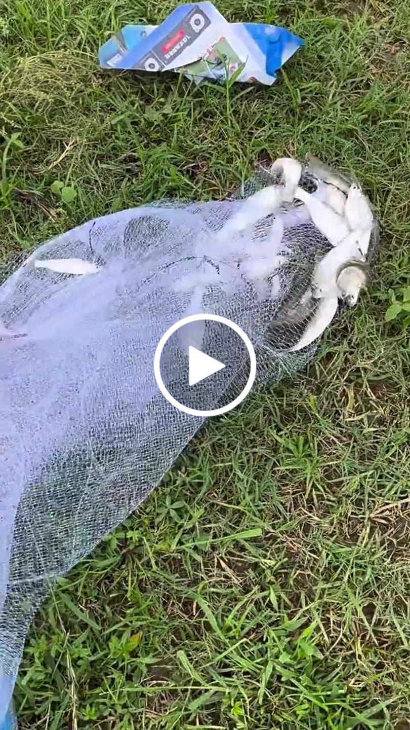 Customer video review of Hand Cast Fishing Net with Large Disc for Easy Throw and Fast Catch