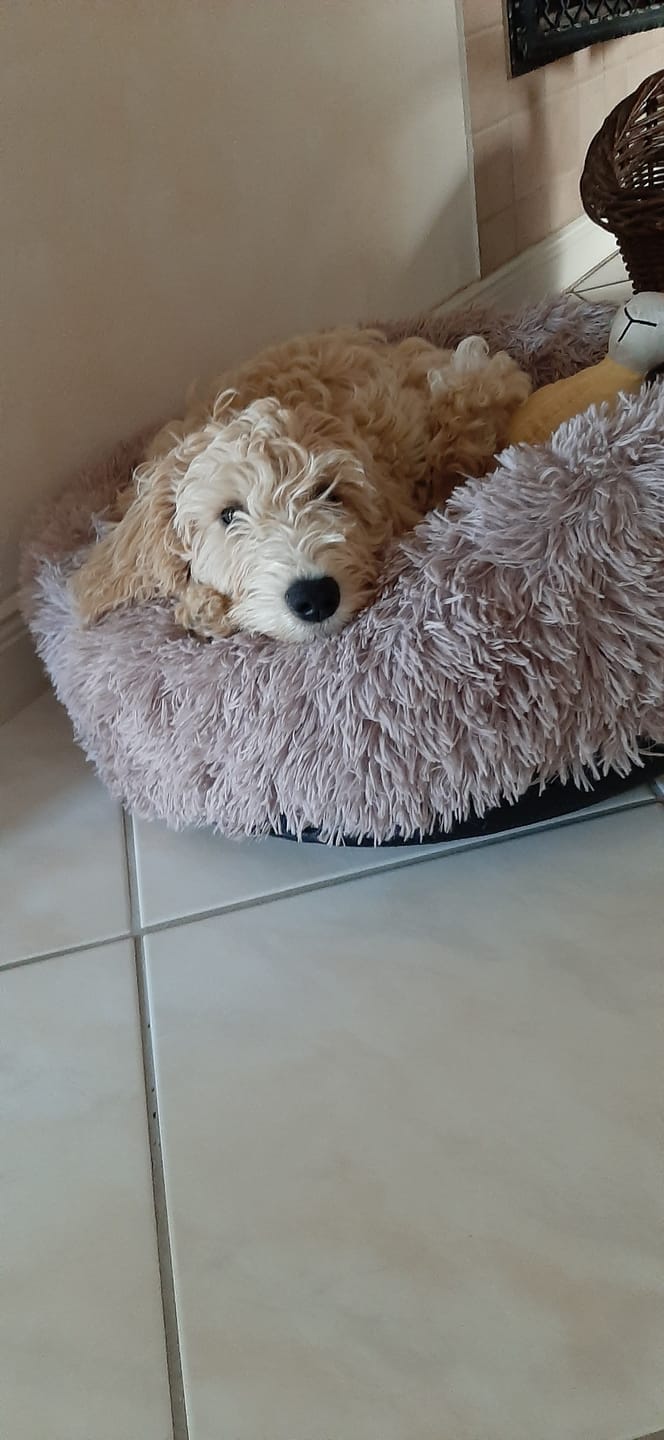 Customer photo review of Puppery Hundebett Wolke 7 - Das Original