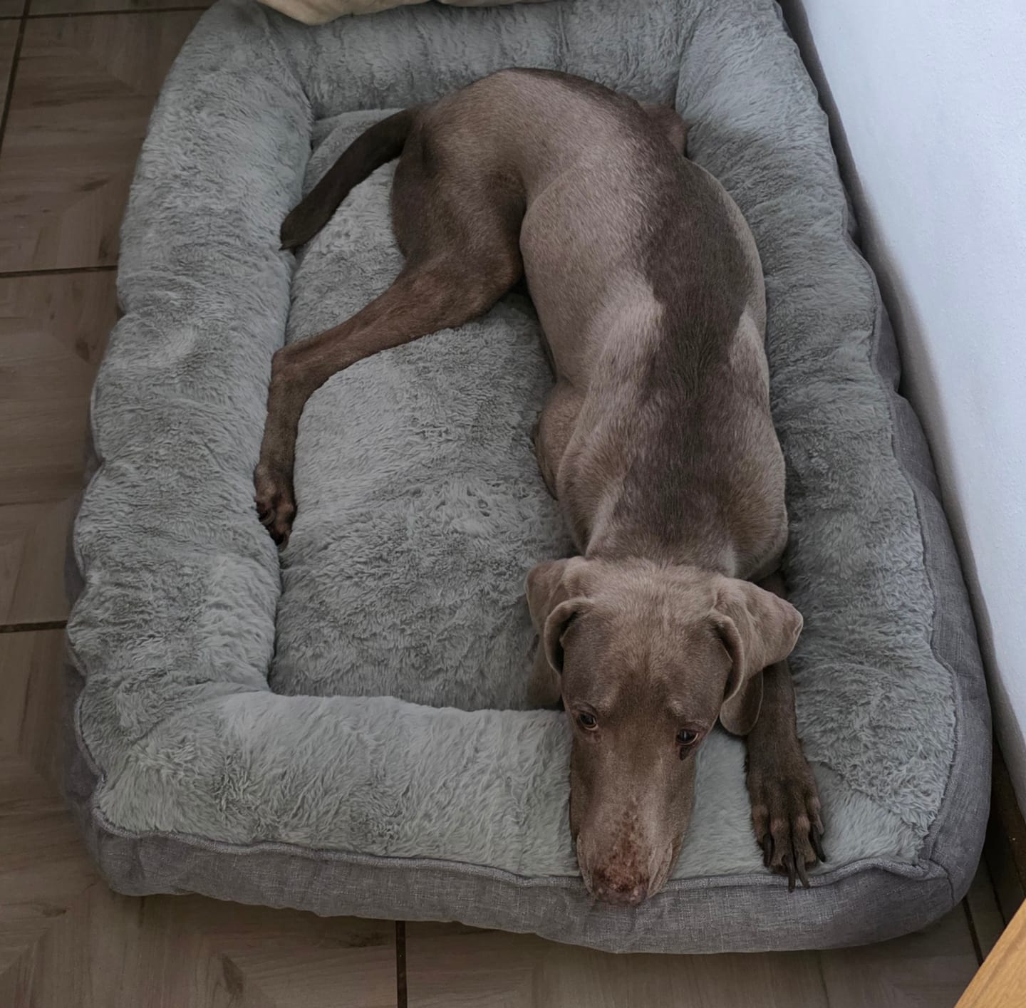 Customer photo review of Cama Sofá para Perros