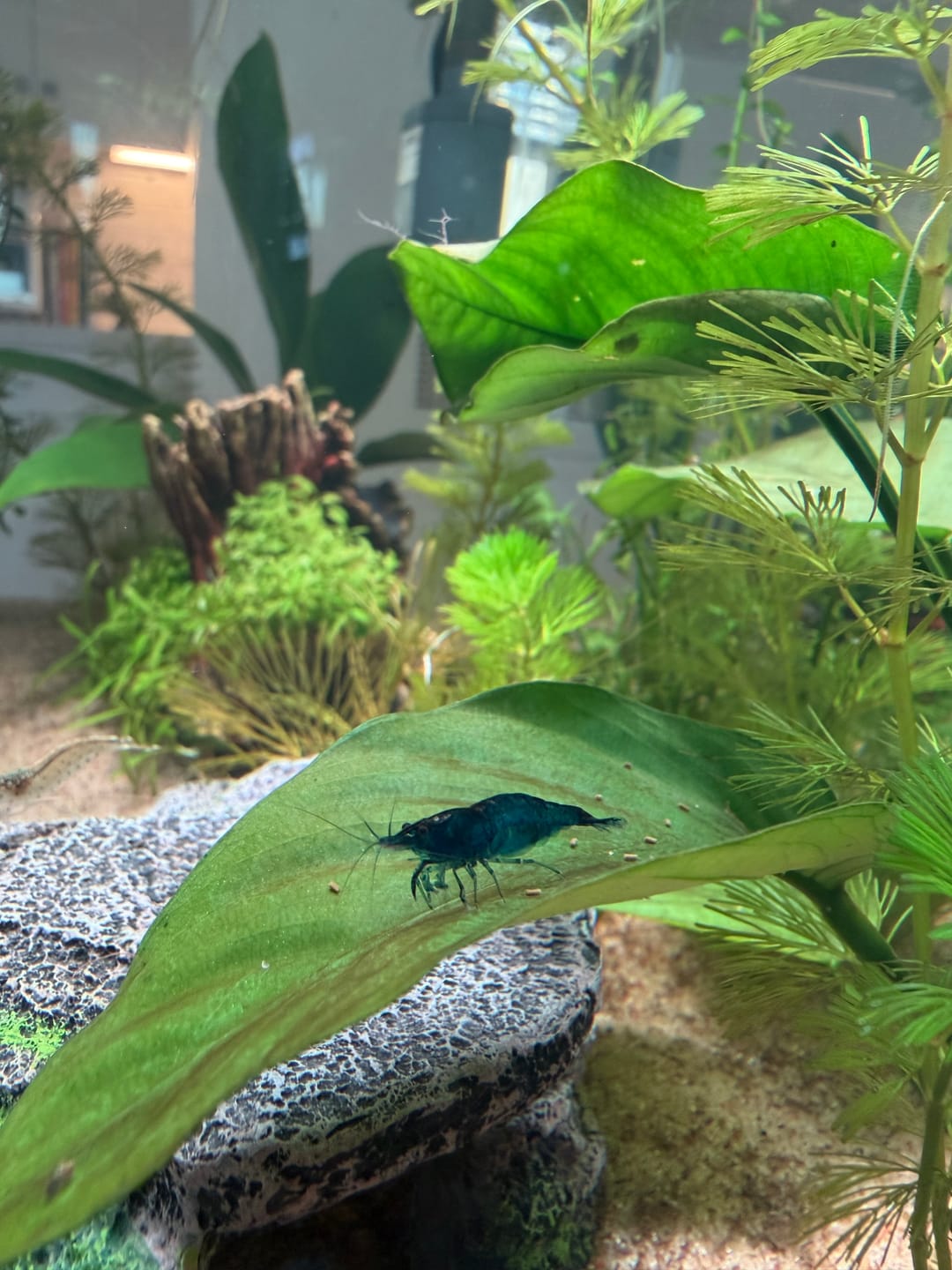 Customer photo review of Blue Dream Shrimp