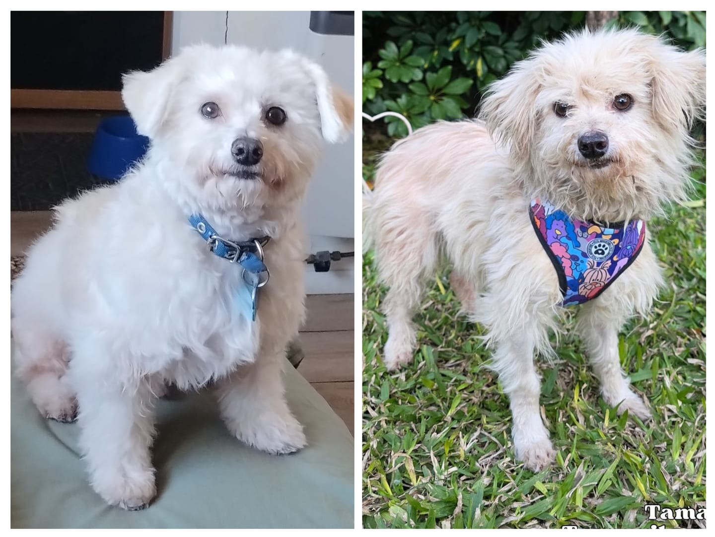 Customer photo review of Probioticos para perros - Acceso VIP