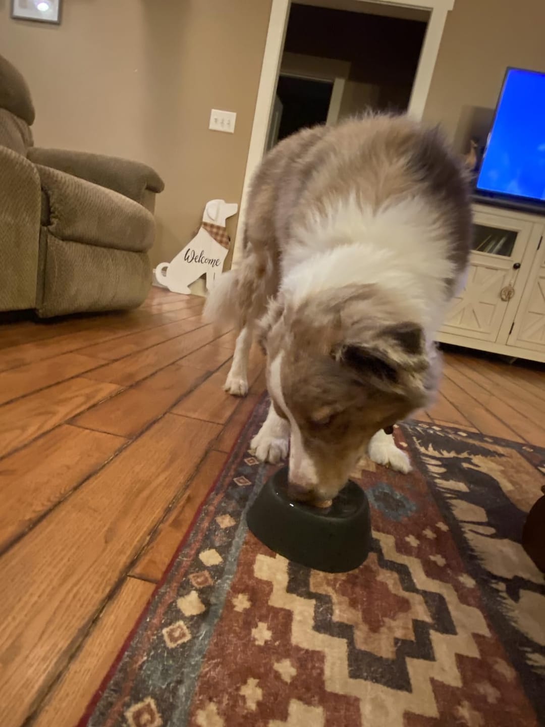 Customer photo review of Slow Feeder Dog Lick Bowl – No Spill & Non-Slip