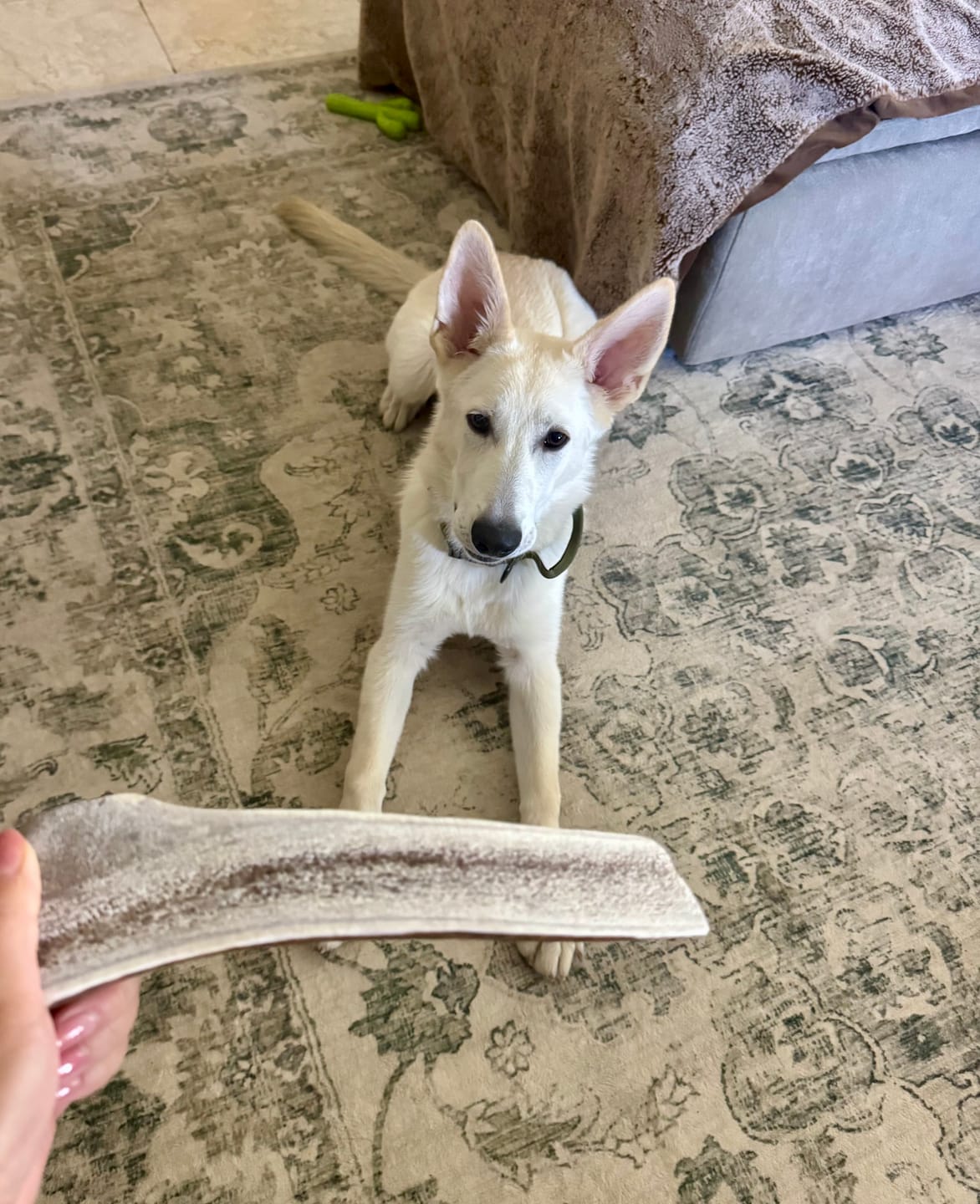 Customer photo review of Large Elk Chew