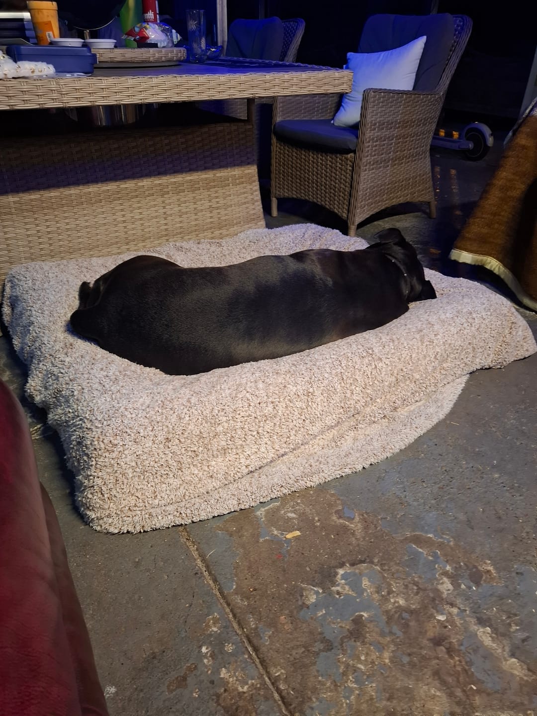 Customer photo review of Best Orthopedic Dog Bed | Fur King "Ortho"