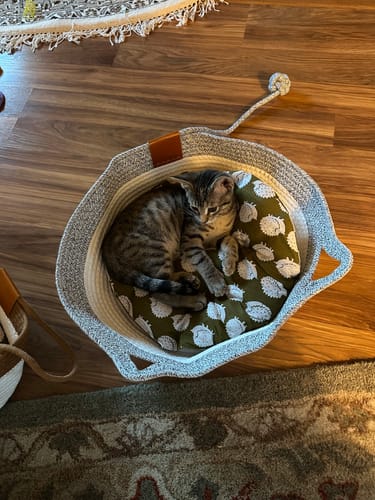 Customer photo review of Instinct Basket | Meet the first research-backed natural territory for indoor cats