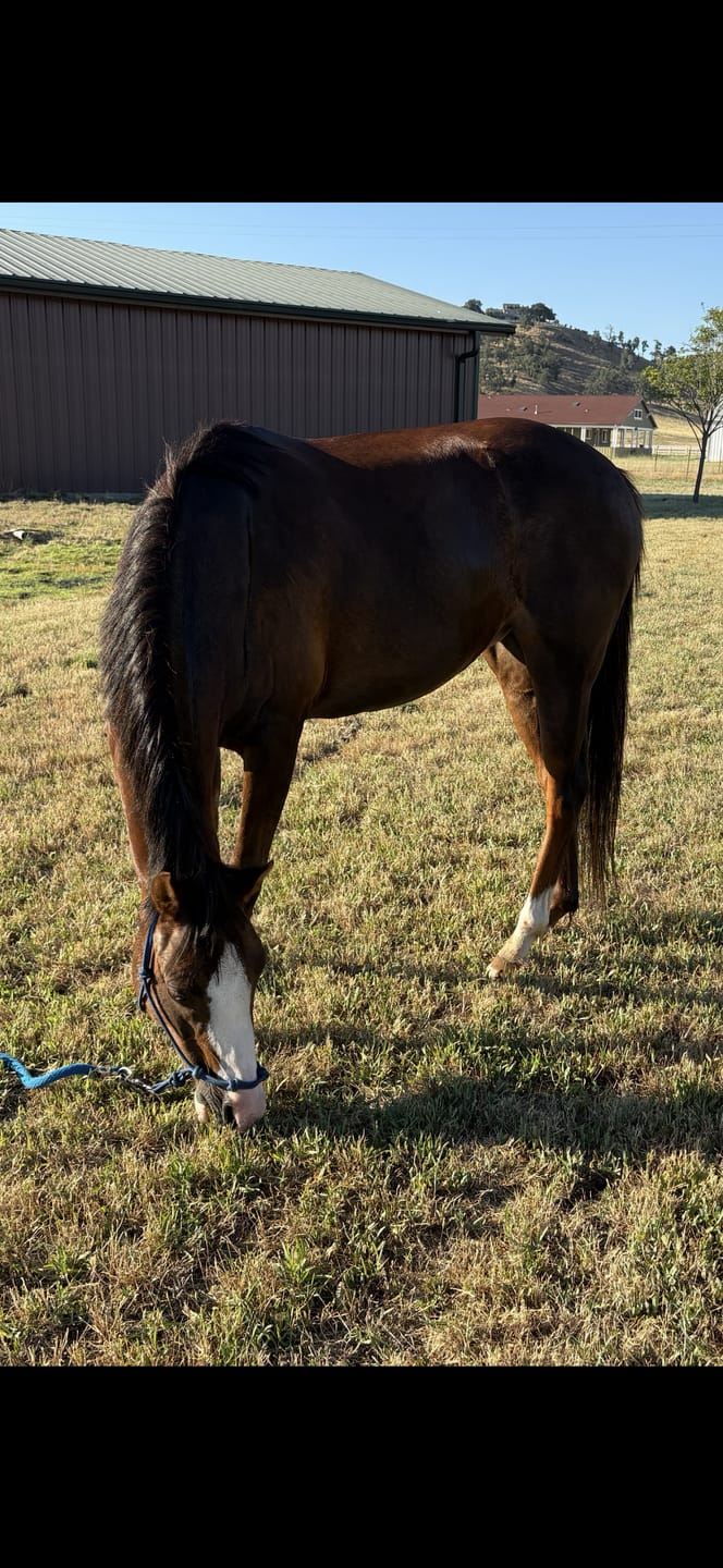 Customer photo review of HorseHalo™ 8 Heads Red Light Massage Gun