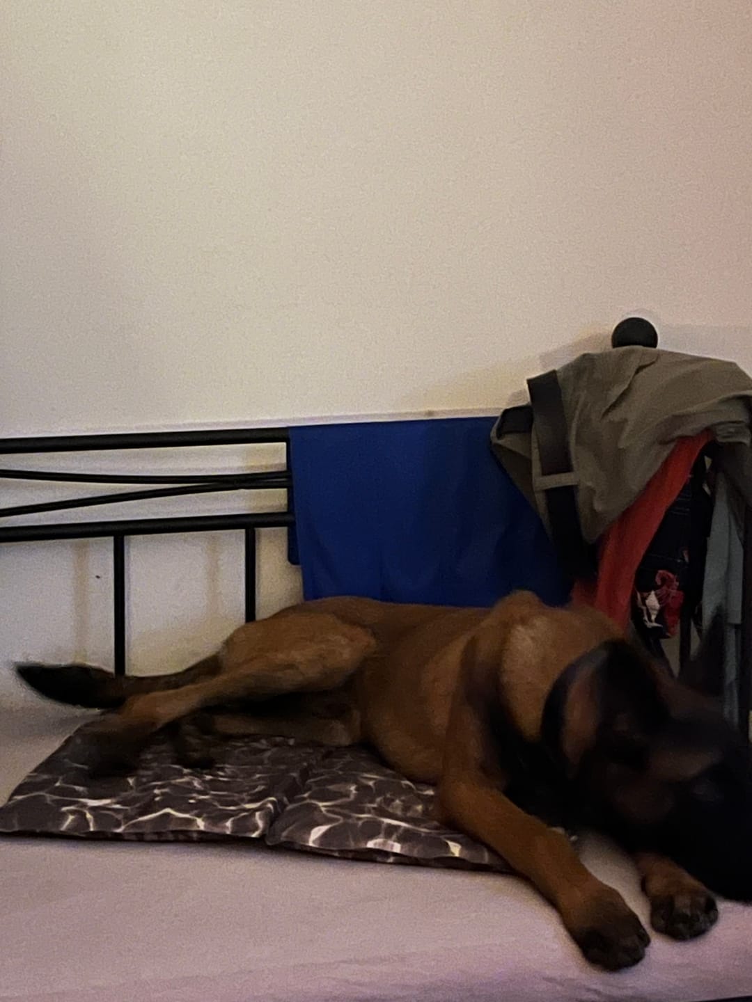 Customer photo review of Beruhigungspulver für Hunde