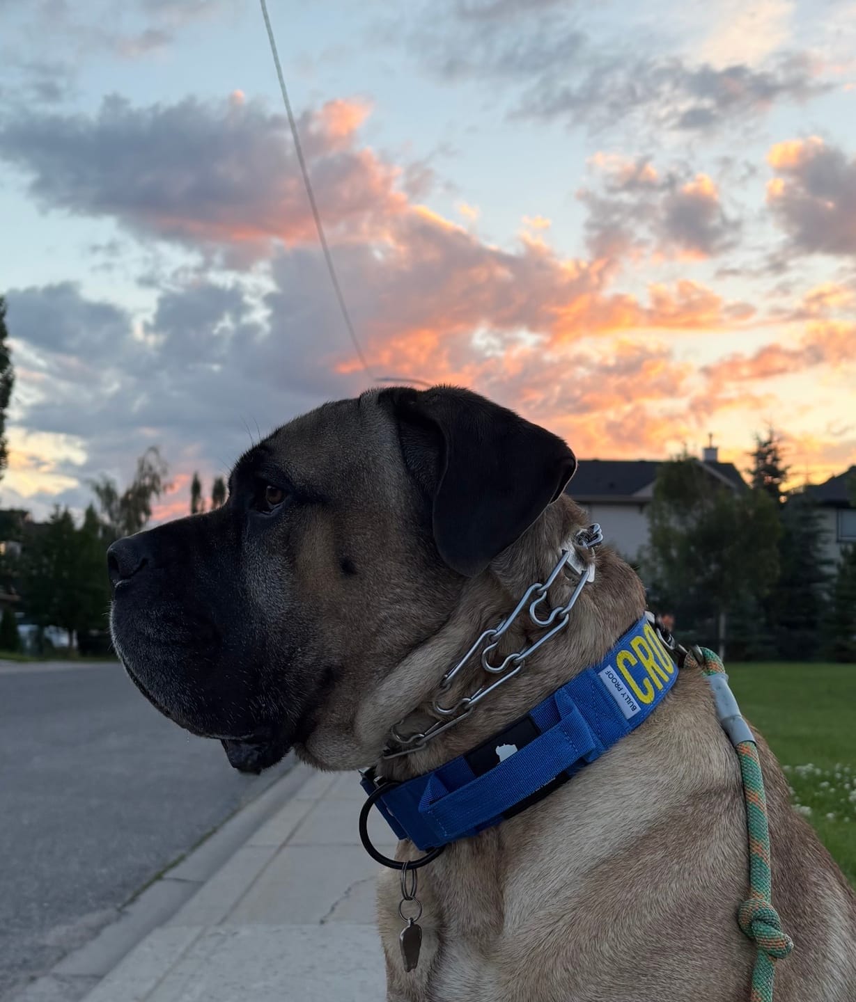 Customer photo review of Bully Proof Collar